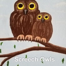 Screech owls 1